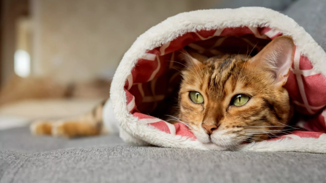 Κρυώνουν οι γάτες; Ποια είναι η ιδανική θερμοκρασία για αυτές