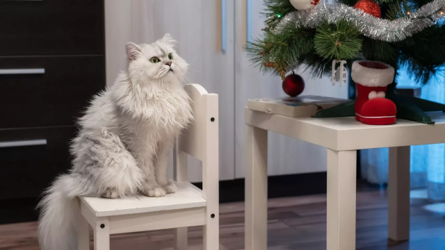Τι σημαίνουν τα Χριστούγεννα για τη γάτα μας- Γιατί είναι για αυτή η πιο ωραία μέρα του χρόνου