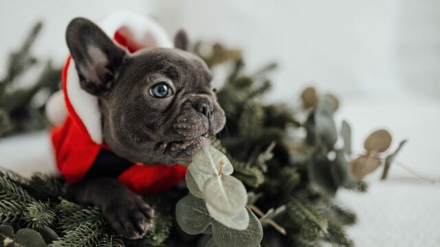 Ποια είναι τα χριστουγεννιάτικα έθιμα που μπορεί να συμμετέχει ο σκύλος σας