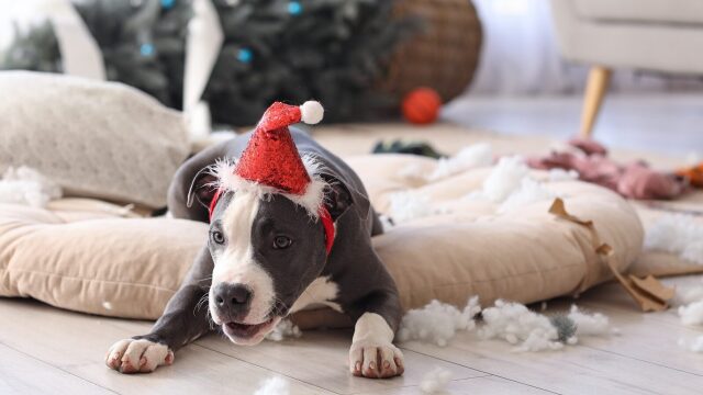 Αυτές είναι οι 5 αταξίες που κάνουν οι σκύλοι τα Χριστούγεννα