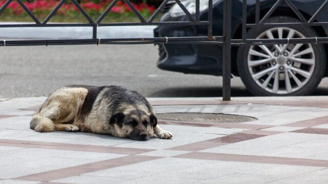 Πέντε κινήσεις για να γίνουμε ο Άγιος Βασίλης για τα αδέσποτα ζώα