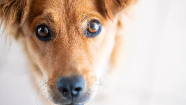 Τι μπορεί να σκέφτονται οι σκύλοι όταν τους κοιτάζουμε στα μάτια