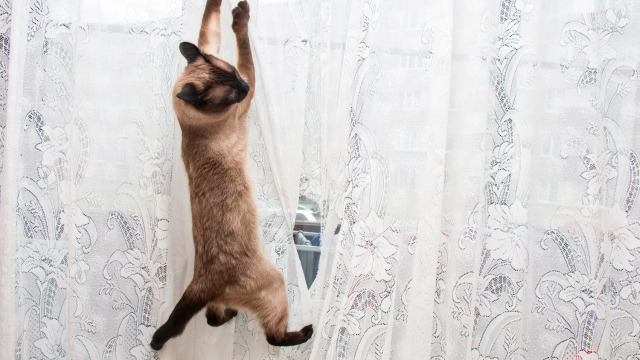 Πώς να σταματήσετε τη γάτα σας να καταστρέφει τις κουρτίνες