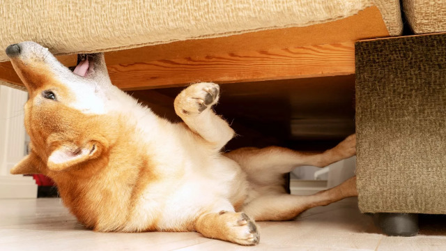 Πώς θα προστατέψουμε τα έπιπλα του σπιτιού από τον σκύλο μας