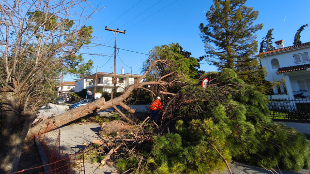 Θυελλώδεις άνεμοι στη Θεσσαλονίκη, ξεπέρασαν τα 100 χλμ την ώρα οι ριπές: Δεκάδες κλήσεις για πτώσεις δέντρων