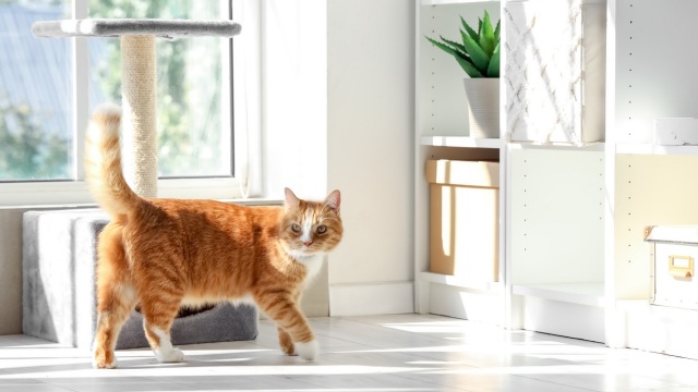 Χρήσιμες συμβουλές προτού αφήσετε τη γάτα σας μόνη στο σπίτι