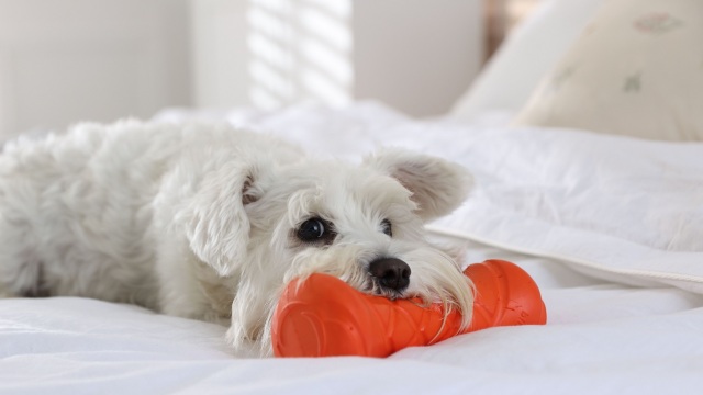 Οι λόγοι που ο σκύλος μας αφήνει τα παιχνίδια του στο κρεβάτι μας