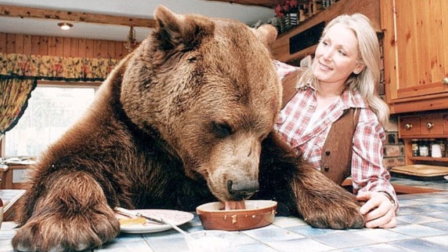 Η απίστευτη ιστορία του Ηρακλή, μίας αρκούδας 400 κιλών που μεγάλωσε ως «γιος» ζευγαριού: Έτρωγαν μπέργκερ και έπιναν μπίρες όλοι μαζί