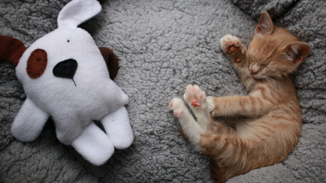 Τα κρεβατάκια που θα λατρέψει κάθε γατάκι και σκυλάκι – Συνδυάζουν άνεση, ποιότητα και στυλ