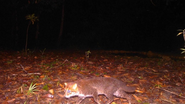 Σπάνια αγριόγατα εμφανίστηκε στην Ταϊλάνδη μετά από 30 χρόνια
