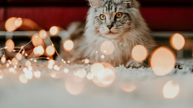 Πέντε συμβουλές για να περάσει η γάτα σας χαρούμενες γιορτές χωρίς στρες