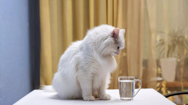 Γιατί σταμάτησε η γάτα μου να πίνει νερό; Οι πιο πιθανές αιτίες