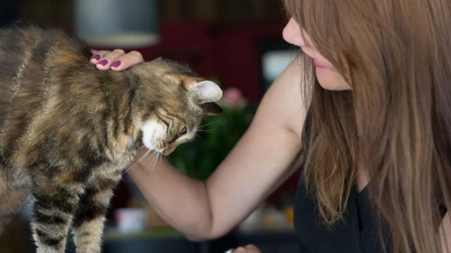 Οι λόγοι που η γάτα σας τρίβει το κεφάλι της πάνω σας- Πότε πρέπει να ανησυχήσετε