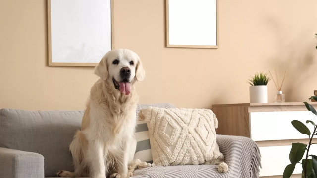 Πώς επιλέγει ο σκύλος μας το αγαπημένο του σημείο στο σπίτι;