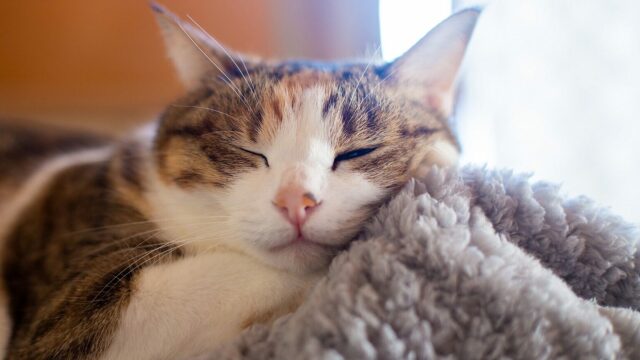 Μπορεί η γάτα μας να πάθει κρυολόγημα; Τι πρέπει να γνωρίζουμε