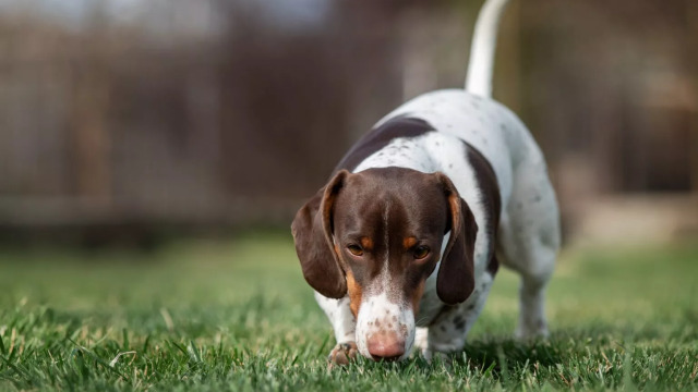 Αυτές είναι οι φυλές σκύλων με την πιο αναπτυγμένη όσφρηση