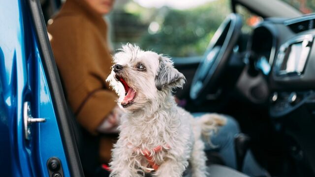Τι να κάνετε αν ο σκύλος σας γαβγίζει ασταμάτητα μέσα στο αυτοκίνητο