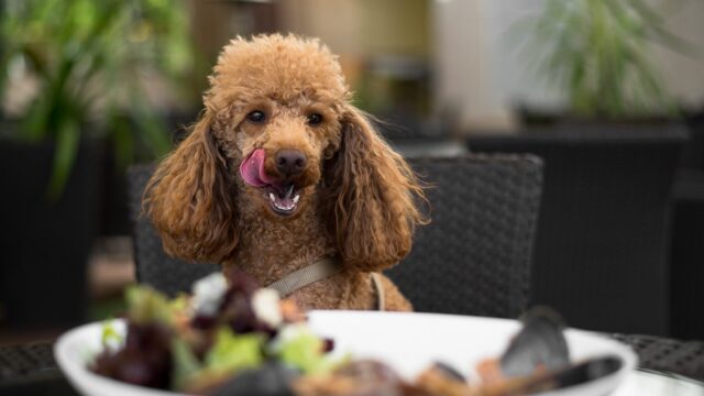 Οι 5 πιο επικίνδυνες τροφές για τους σκύλους
