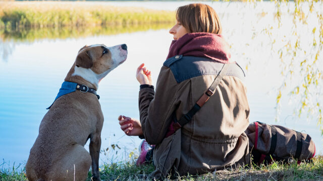 Τι ακούει ο σκύλος μας όταν του μιλάμε
