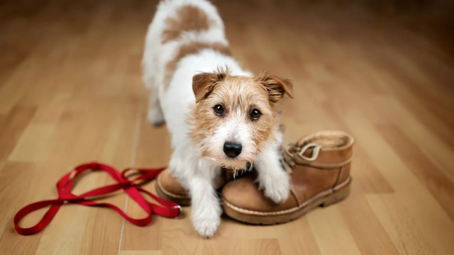 Τι προσπαθεί να πει ο σκύλος μας όταν "κλέβει" αντικείμενά μας;