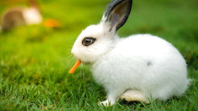 Μύθος ή αλήθεια; Το καρότο μπορεί να βλάψει το κουνέλι