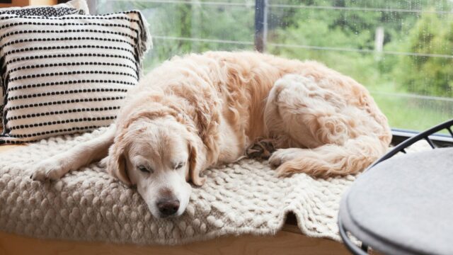 Νιώθει ο σκύλος σας μελαγχολία τον χειμώνα; Όσα πρέπει να γνωρίζετε για την εποχική κατάθλιψη