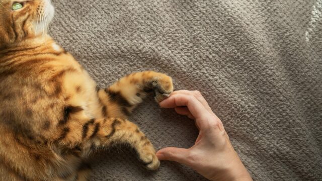 Αυτά είναι τα σημάδια ότι η γάτα σας σάς αγαπάει και σας εμπιστεύεται
