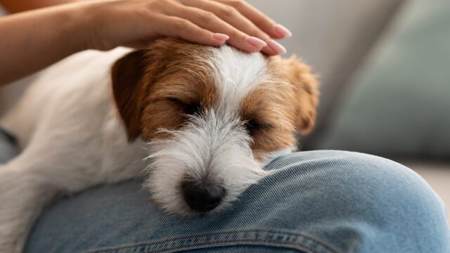 Τι νιώθουν οι σκύλοι όταν ξαπλώνουν πάνω μας – Γιατί το κάνουν
