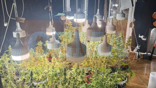 Σύλληψη δύο Αιγυπτίων στην Καλλιθέα που καλλιεργούσαν κάνναβη - Δείτε φωτογραφίες