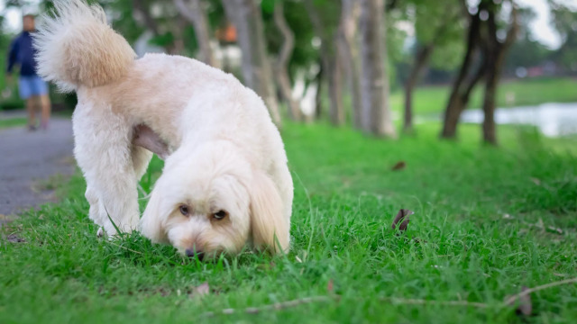 Τρώνε οι σκύλοι χόρτα επειδή πονάει το στομάχι τους; Γιατί κάποιες φορές κάνουν εμετό