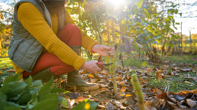 Ιανουάριος στον κήπο: H φροντίδα και η χρυσή ευκαιρία της χρονιάς