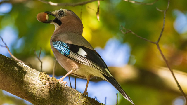 5 πράγματα που δεν γνωρίζατε για την έξυπνη κίσσα: Μνήμη, μιμήσεις και ρομαντισμός στο δάσος