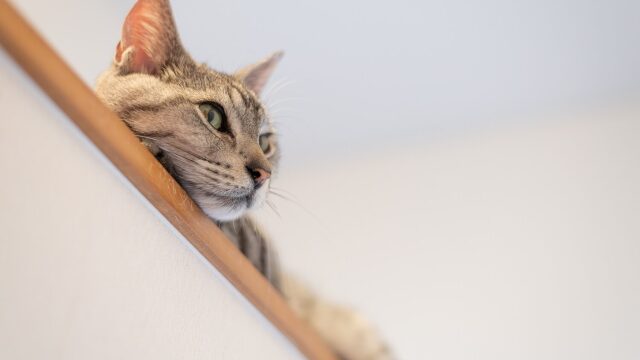 Γιατί αρέσει στις γάτες να ξεκουράζονται σε ψηλά σημεία στο σπίτι