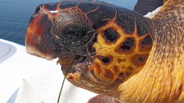 H απίστευτη ιστορία μιας σοβαρά τραυματισμένης χελώνας που ζει στον Αμβρακικό Κόλπο