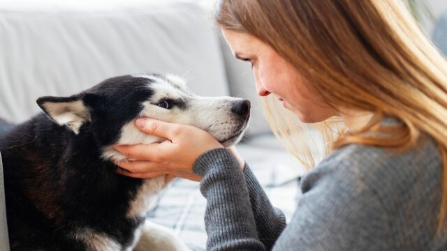 Μήπως ο σκύλος σας θέλει για λίγο την ησυχία του; Πώς θα το καταλάβετε