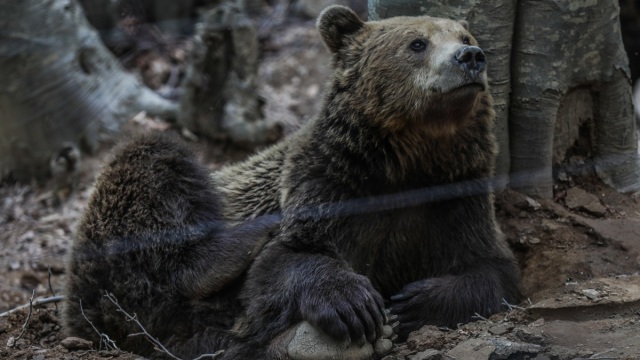 Νυμφαίο: Έπεσαν σε χειμέριο λήθαργο οι αρκούδες του Αρκτούρου