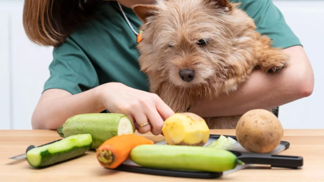 “Οι σκύλοι δεν επιτρέπεται να τρώνε πατάτες”: Πού τελειώνει ο μύθος και πού αρχίζει η πραγματικότητα