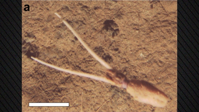 «Δεν έχουμε ξαναδεί κάτι τέτοιο»: Επιστήμονες εντόπισαν άγνωστο είδος καλαμαριού σε βάθος 4.000 μέτρων στον Ειρηνικό