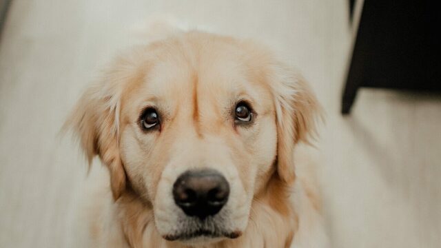 Με ποιους τρόπους μας ζητάει συγγνώμη ο σκύλος μας