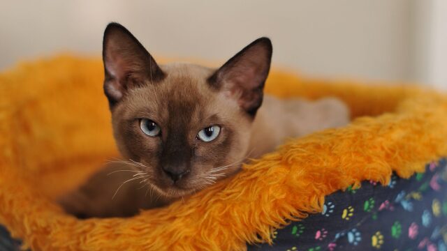 Οι 4 αλλαγές στη συμπεριφορά της γάτας σας που είναι καμπανάκι για να πάτε στον κτηνίατρο