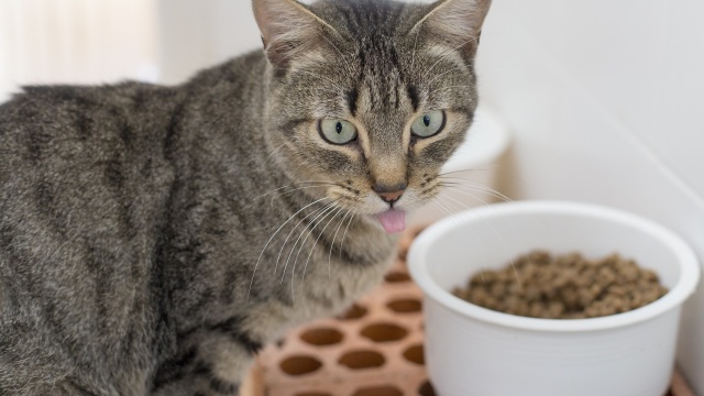 Οι 3 “άγνωστοι” λόγοι που η γάτα μας δεν τρώει το φαγητό της