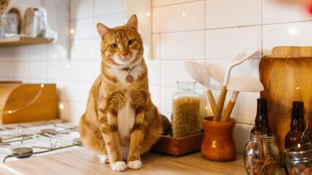 Τι δεν πρέπει ποτέ να φάει η γάτα σας – Τα επικίνδυνα φαγητά που πρέπει να κρύβετε