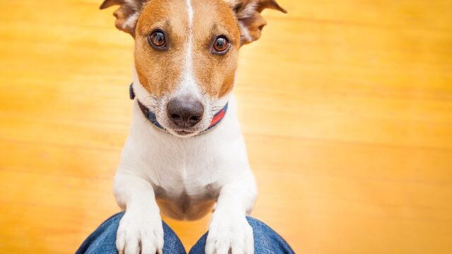 Με ποιους τρόπους δείχνει ο σκύλος μας ότι θέλει να βγει βόλτα