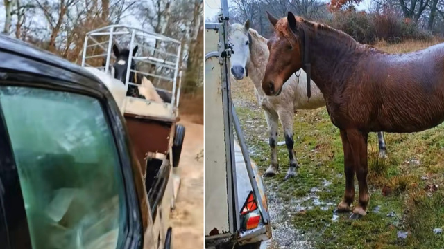 Βίντεο με τη συγκινητική διάσωση αλόγων από πλημμύρα στην Καστοριά: «Στο ποτάμι αυτά, στο ποτάμι και εγώ»