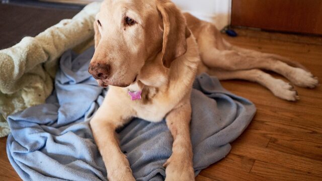 5 παράξενα πράγματα που μπορεί να κάνει ο ηλικιωμένος σκύλος σας