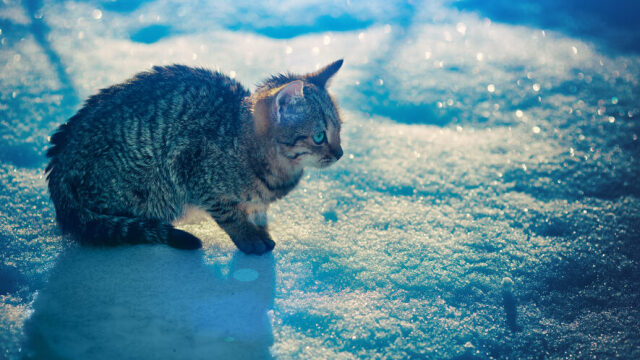 Πώς να βοηθήσετε τα αδέσποτα τις κρύες μέρες του χειμώνα