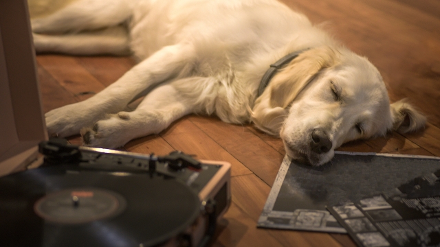 Είναι αγχωμένος ο σκύλος σας; Αυτοί οι ήχοι θα τον βοηθήσουν να χαλαρώσει