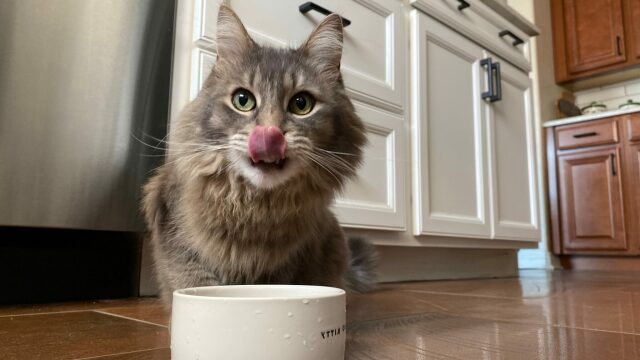Αυτές τις γεύσεις λατρεύουν οι γάτες