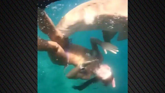 Άγρια επίθεση καρχαρία σε γυναίκα στη Βραζιλία: «Ήξερα ότι με είχε δαγκώσει», δείτε βίντεο