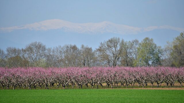 Τα εκλεκτά προϊόντα της Ημαθίας: Από το ροδάκινο στον μπάτζο